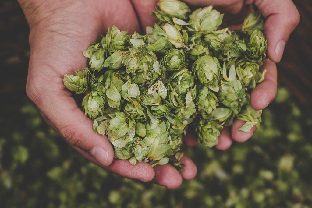 green hops in man's hand