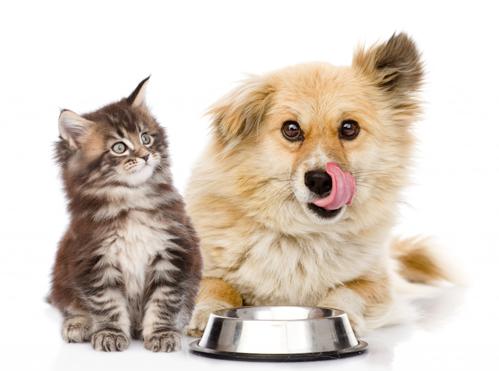 A cute dog and kitten with a silver food bowl
